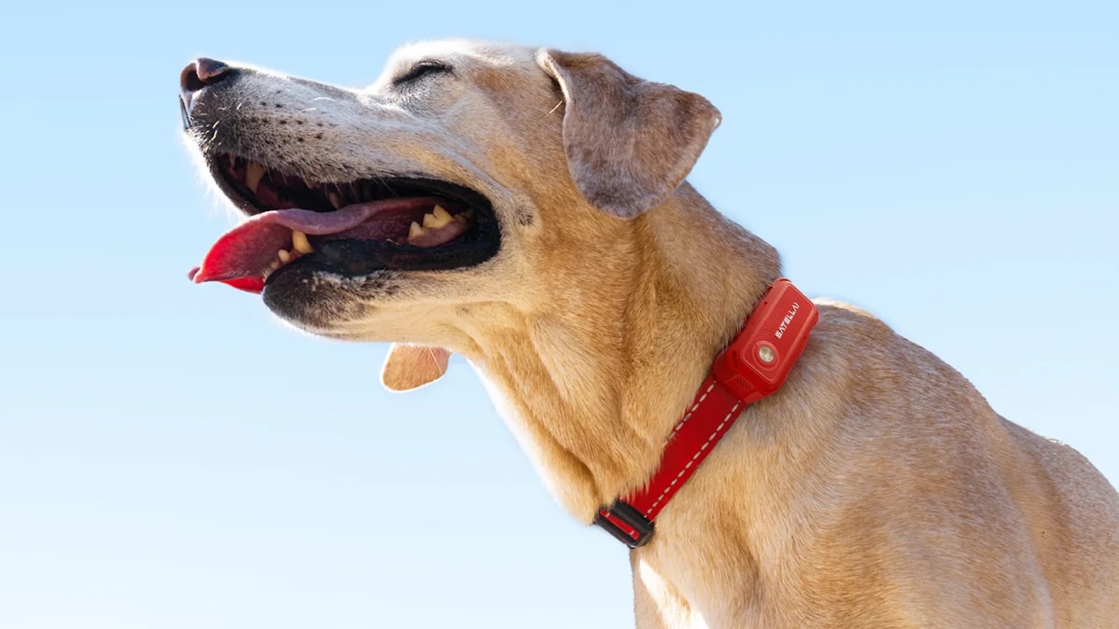 SATELLAI-Collar-Go-Smart-GPS-Dog-Collar-01.jpeg