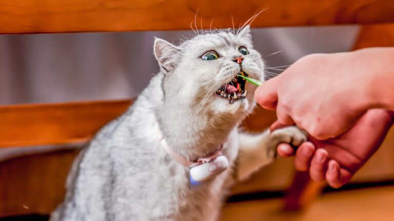 PettiChat-Real-Time-Two-Way-Pet-Translator-01.jpg