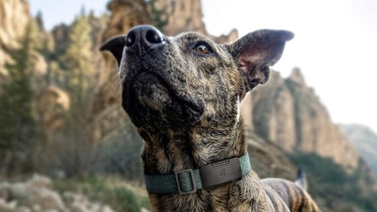fi-ultra-dog-tracker-01.jpg