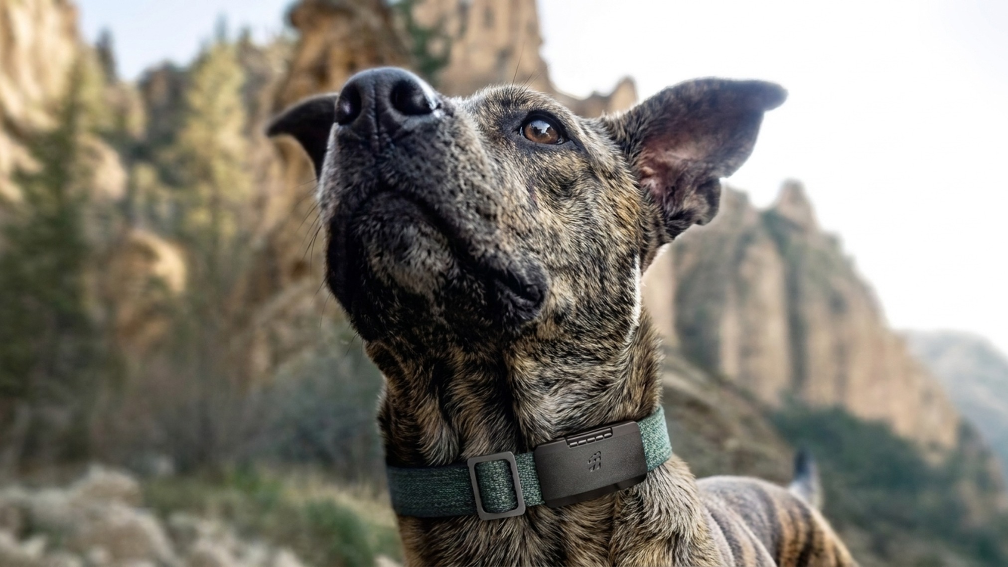 fi-ultra-dog-tracker-01.jpg